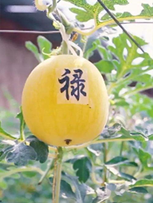 五月吃瓜爆料,娱乐圈爆料大揭秘