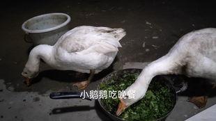 吃瓜鹅爆料视频大全,揭秘娱乐圈幕后真相