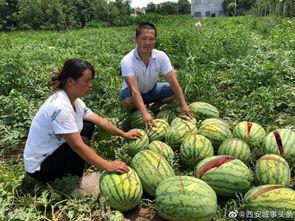 蔚县吃瓜事件最新爆料,最新爆料揭示惊人内幕