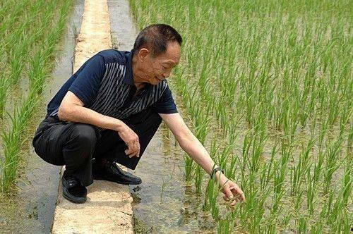 吃瓜爆料袁隆平视频,揭秘田间地头的欢乐时光