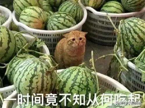 山西吃瓜爆料渣男,揭秘渣男生存现状，警示女性警惕！