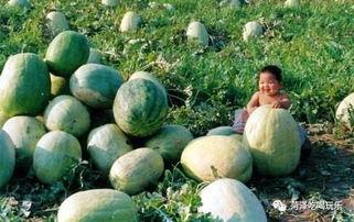 东明县吃瓜爆料,揭秘当地热点事件背后的真相