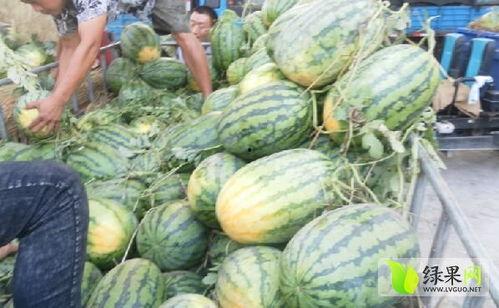 东明县吃瓜爆料,揭秘当地热点事件背后的真相