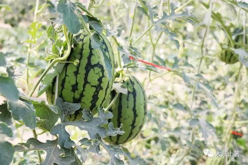 林州吃瓜网红爆料,揭秘当地美食背后的故事