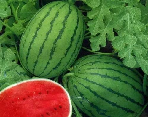 各种网红视频爆料吃瓜