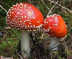 911吃瓜爆料蘑菇网,蘑菇网背后惊人内幕大揭秘