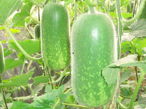 吃瓜爆料主页图片大全,主页图片大全背后的故事