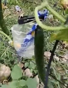 潍坊爆料视频吃瓜事件,揭秘背后真相与网络舆论风暴