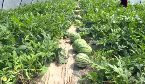 保山吃瓜最新事件爆料